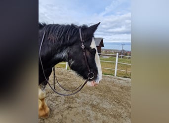 Shire Horse, Caballo castrado, 6 años, 175 cm, Negro