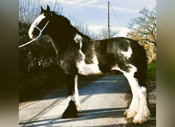 Shire Horse, Caballo castrado, 6 años