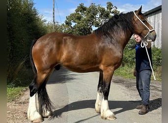 Shire Horse, Caballo castrado, 6 años