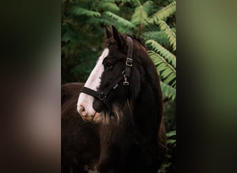 Shire Horse, Caballo castrado, 7 años, 170 cm, Castaño oscuro