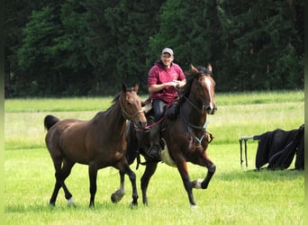 Shire Horse Mestizo, Caballo castrado, 7 años, 172 cm, Castaño