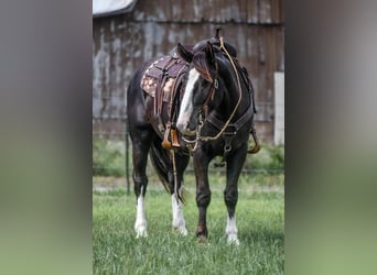 Shire Horse Mestizo, Caballo castrado, 8 años, 152 cm, Negro