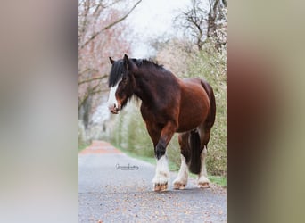 Shire Horse, Caballo castrado, 9 años, 186 cm, Castaño