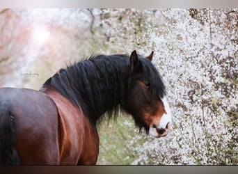 Shire Horse, Caballo castrado, 9 años, 186 cm, Castaño
