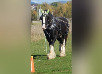 Shire Horse, Caballo castrado, 9 años, 195 cm, Negro