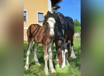 Shire Horse, Étalon, 1 Année, 146 cm, Bai