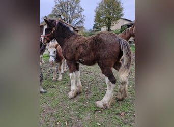 Shire Horse, Étalon, 1 Année, 180 cm, Bai cerise