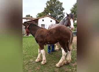 Shire Horse, Étalon, 1 Année, 180 cm, Bai cerise