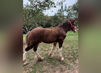 Shire Horse, Étalon, 1 Année, 180 cm, Bai cerise