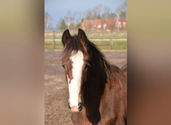 Shire Horse, Étalon, 1 Année, 180 cm, Bai