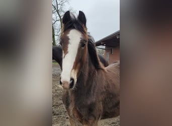 Shire Horse, Étalon, 1 Année, 180 cm, Bai