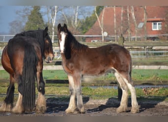 Shire Horse, Étalon, 1 Année, 180 cm, Bai