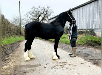 Shire Horse, Étalon, 1 Année