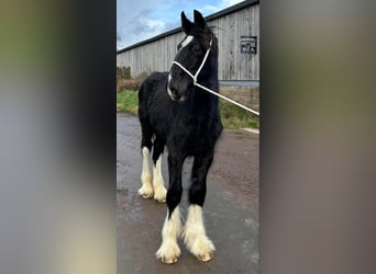 Shire Horse, Étalon, 1 Année