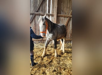 Shire Horse, Étalon, 2 Ans, 180 cm, Gris