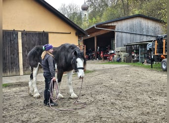 Shire Horse Croisé, Étalon, 5 Ans, 180 cm, Bai