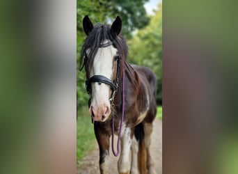 Shire Horse Croisé, Étalon, 5 Ans, 180 cm, Bai