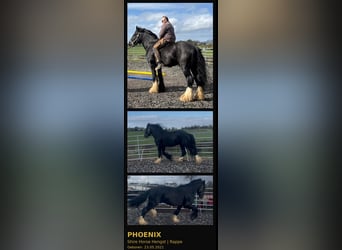Shire Horse, Étalon, 5 Ans, 180 cm, Noir