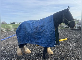 Shire Horse, Étalon, 5 Ans, 180 cm, Noir