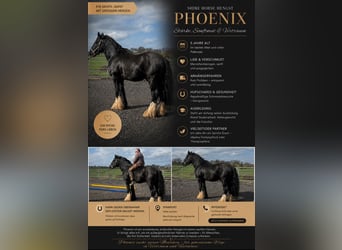 Shire Horse, Étalon, 5 Ans, 180 cm, Noir