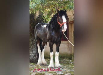 Shire Horse, Étalon, 6 Ans, 187 cm, Bai