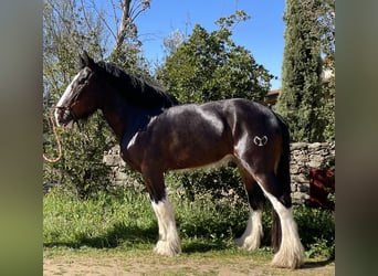 Shire Horse, Étalon, 6 Ans, 187 cm, Bai