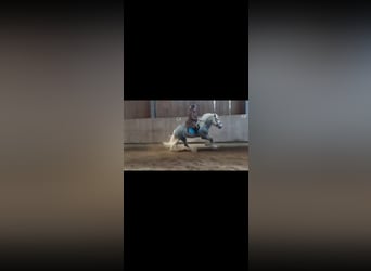 Shire Horse, Étalon, 7 Ans, 185 cm, Peut devenir gris