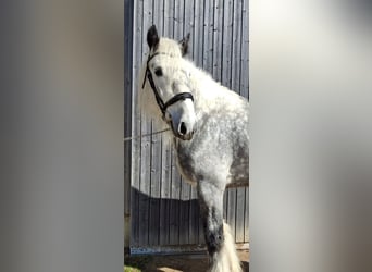 Shire Horse, Étalon, 7 Ans, 185 cm, Peut devenir gris