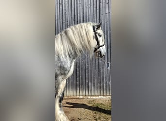 Shire Horse, Étalon, 7 Ans, 185 cm, Peut devenir gris