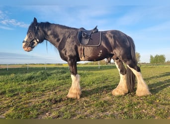 Shire Horse, Étalon, 7 Ans