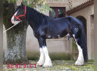 Shire Horse, Étalon, 8 Ans, 187 cm, Bai brun