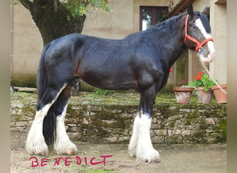 Shire Horse, Étalon, 8 Ans, 187 cm, Bai brun