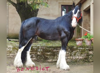 Shire Horse, Étalon, 8 Ans, 187 cm, Bai brun