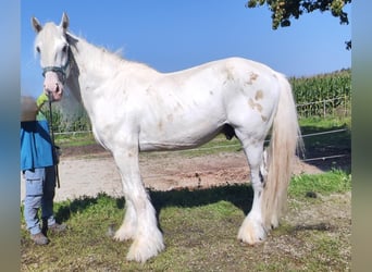 Shire Horse, Étalon, 9 Ans, 194 cm, Gris