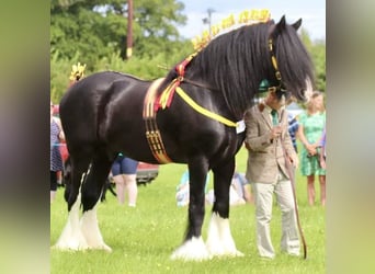 Shire Horse, Étalon, 11 Ans, 183 cm, Noir