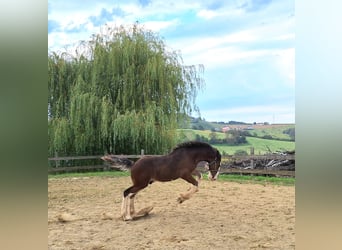 Shire Horse, Étalon, Poulain (04/2024), 146 cm, Bai