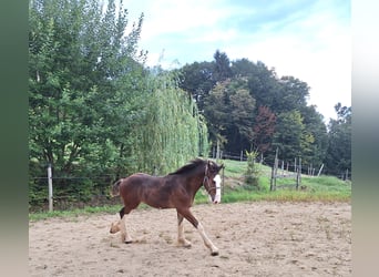 Shire Horse, Étalon, Poulain (04/2024), 146 cm, Bai