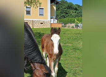 Shire Horse, Étalon, Poulain (04/2024), 146 cm, Bai