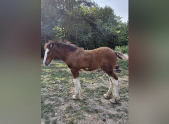 Shire Horse, Étalon, Poulain (05/2024), 180 cm, Bai cerise