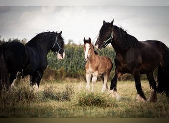 Shire Horse, Étalon, Poulain (06/2024), 180 cm