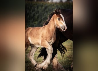 Shire Horse, Étalon, Poulain (06/2024), 180 cm