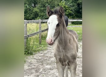 Shire Horse, Étalon, Poulain (05/2024), 180 cm, Noir