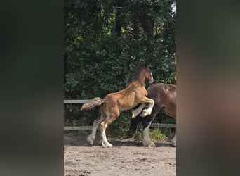 Shire Horse, Étalon, Poulain (05/2024), Bai