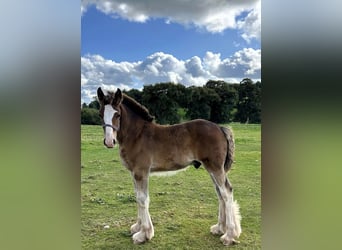 Shire Horse, Étalon, Poulain (01/2024)