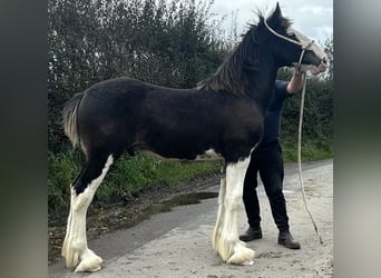 Shire Horse, Étalon, Poulain (04/2024)