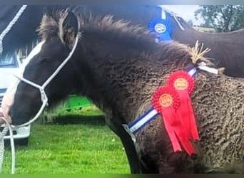 Shire Horse, Étalon, Poulain (05/2024)