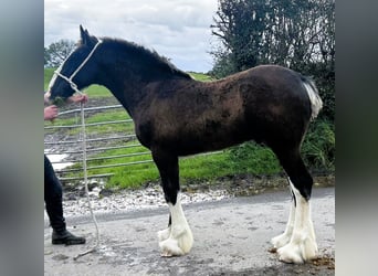 Shire Horse, Étalon, Poulain (05/2024)