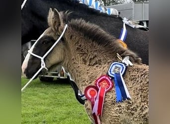 Shire Horse, Étalon, Poulain (05/2024)