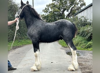 Shire Horse, Étalon, Poulain (01/2023)