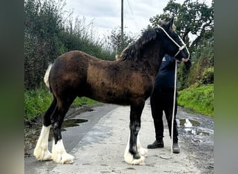 Shire Horse, Étalon, Poulain (05/2024)